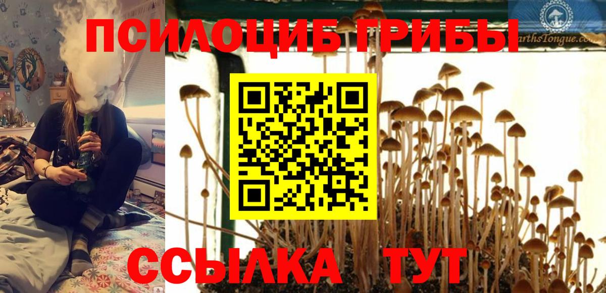 Псилоцибиновые грибы Psilocybe  Вход с VPN  Тосно 